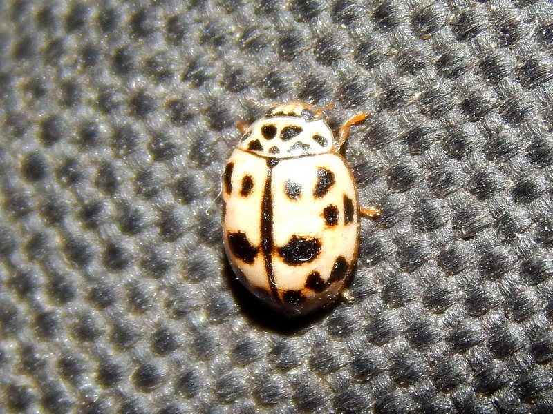 Oenopia conglobata,Coccinellidae